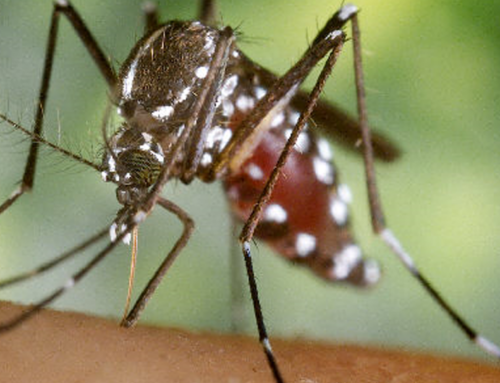 Prochaines réunions des groupes Surveillance épidémiologique et Animation scientifique du Réseau Arbo-France